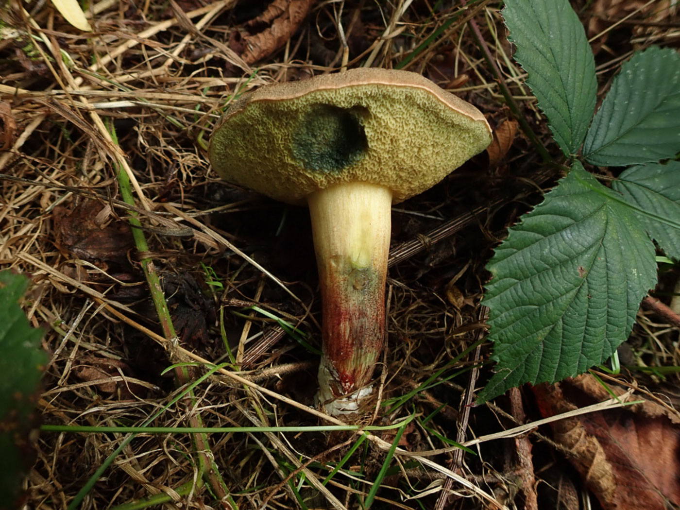 Photo © Penny Cullington Xerocomellus cisalpinus by Penny Cullington